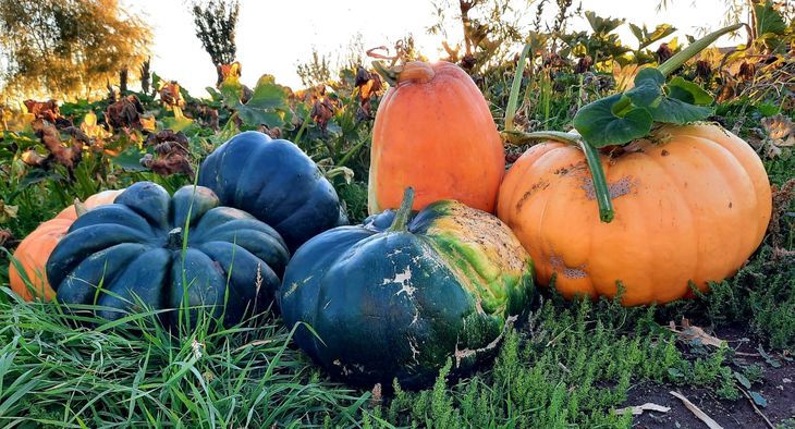 Zapallos para todos los gustos. Foto: gentileza. Zapallos para todos los gustos. Foto: gentileza.