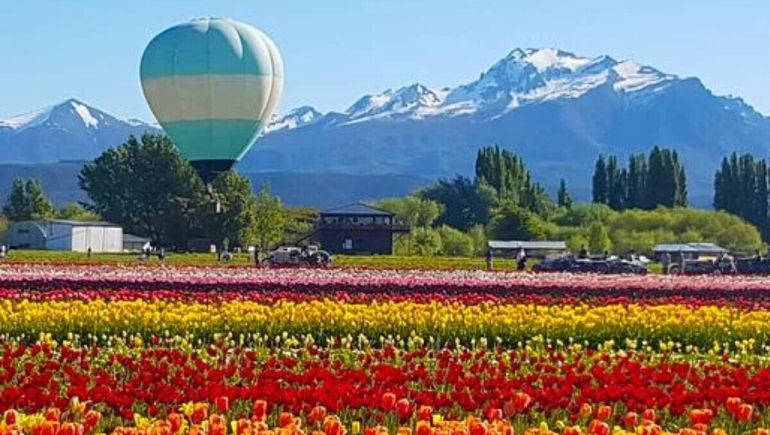 Chubut: vuelos en globo aerostático sobre los campos de tulipanes de Trevelin.