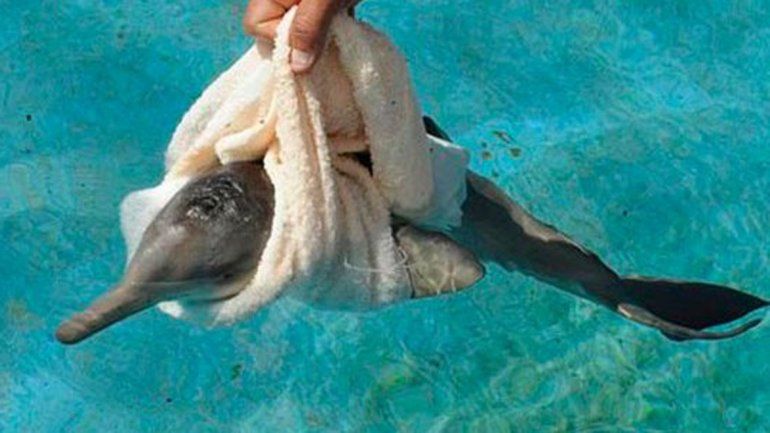 Por una selfie: otra vez turistas mataron a un delfín