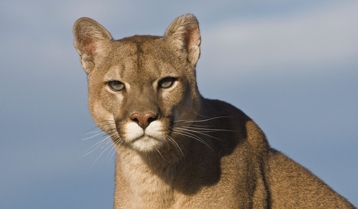 Los ataques de pumas y zorros generaban pérdidas de hasta 60 animales por temporada de veranada. Foto: Darío Podestá para Vida Silvestre. Los ataques de pumas y zorros generaban pérdidas de hasta 60 animales por temporada de veranada. Foto: Darío Podestá para Vida Silvestre.