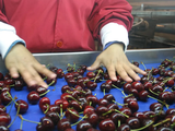Buenos fueron los precios logrados en China. No ocurrió lo mismo en Estados Unidos.