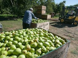 Las primeras peras de Sudáfrica están llegando a Europa.. Las primeras peras de Sudáfrica están llegando a Europa..