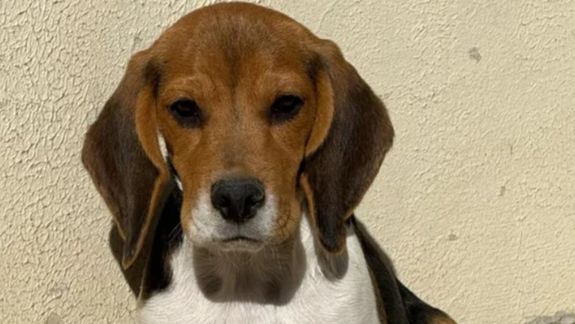 Beto, el perro robado y recuperado en Comodoro Rivadavia.
