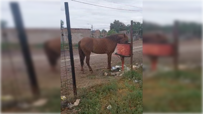 El equino circulaba junto a otros 5 animales en las calles del barrio. | LM Neuquen El equino circulaba junto a otros 5 animales en las calles del barrio.