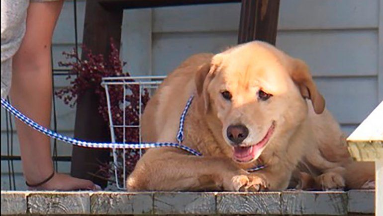Una perra recorrió 80 km para volver a su vieja casa