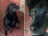 Otto, el perro labrador que le hace el mandado a su dueño.