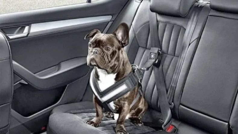Cruzá a Chile con tu mascota cumpliendo los nuevos requisitos de identificación | LM Neuquen Cruzá a Chile con tu mascota cumpliendo los nuevos requisitos de identificación