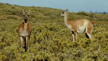 Policías de Santa Cruz aparecen en un video disparándoles a guanacos. (Foto ilustrativa). Policías de Santa Cruz aparecen en un video disparándoles a guanacos. (Foto ilustrativa).