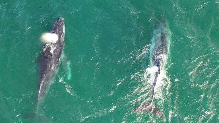 Ballenas de distintas especies ya se observan en Las Grutas