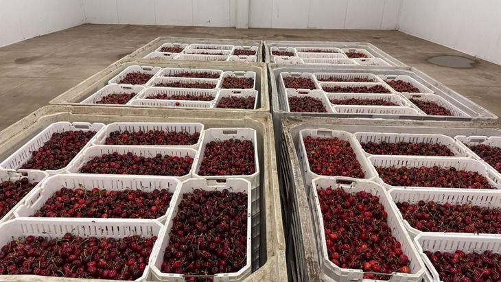 En el norte de Chile se proyecta una producci&oacute;n temprana superior a las 2.000 toneladas.