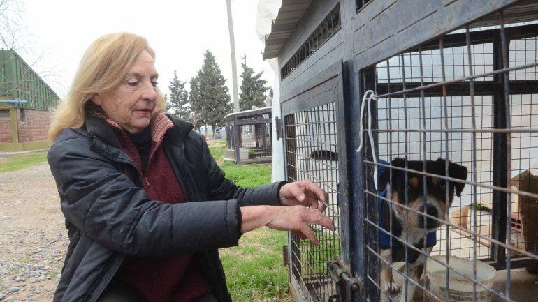La adopción de una mascota podría ser considerada como una acción voluntaria para acceder al régimen.