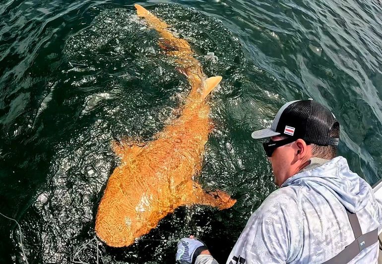 Encuentran un tiburón naranja en Costa Rica: a qué se debe su color. Encuentran un tiburón naranja en Costa Rica: a qué se debe su color.