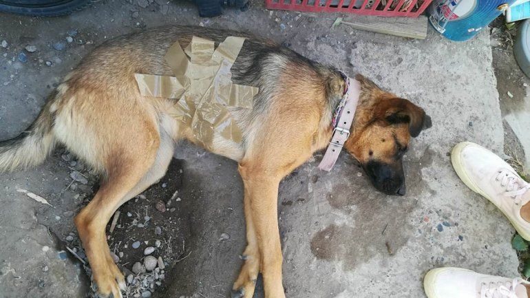 Denunciaron a un militar por dispararle a la mascota de un vecino que entró a su patio