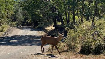 historico: el huemul volvio al parque nacional lanin tras 40 anos de ausencia