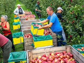 Una buena cosecha de manzanas se espera, en general, en todo el norte de Europa.