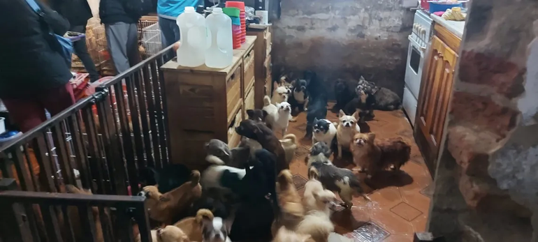 Las denuncias indicaban malas condiciones de vida para los animales.