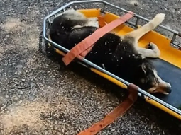 Gentileza: El Cordillerano. Gentileza: El Cordillerano.