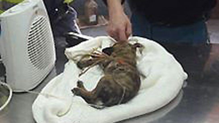 Los policías y el pequeño cachorro