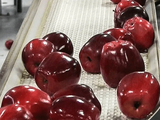 Buen dato para las industria de manzana de Chile: se recuperan las exportaciones.