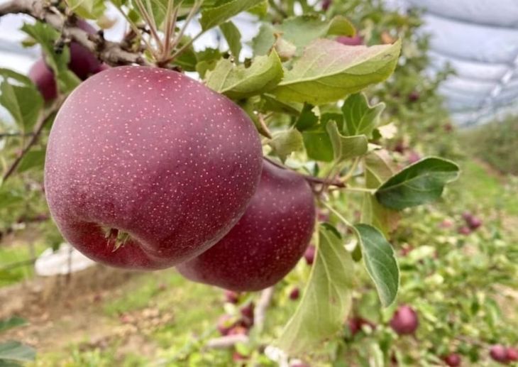 Australia lanzó recientemente una nueva variedad denominada Bravo (Cripps Red por Royal Gala) comercializada también como Soluna. Australia lanzó recientemente una nueva variedad denominada Bravo (Cripps Red por Royal Gala) comercializada también como Soluna.