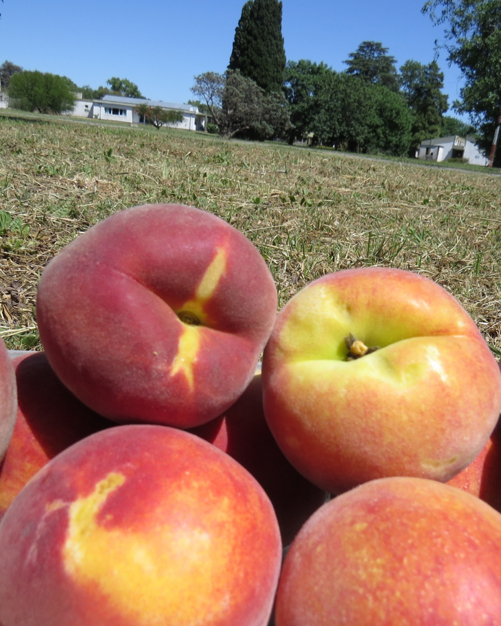 Una foto, miles de datos: así la visión por computadora acelera el mejoramiento genético. Foto: @intasanpedro Una foto, miles de datos: así la visión por computadora acelera el mejoramiento genético. Foto: @intasanpedro