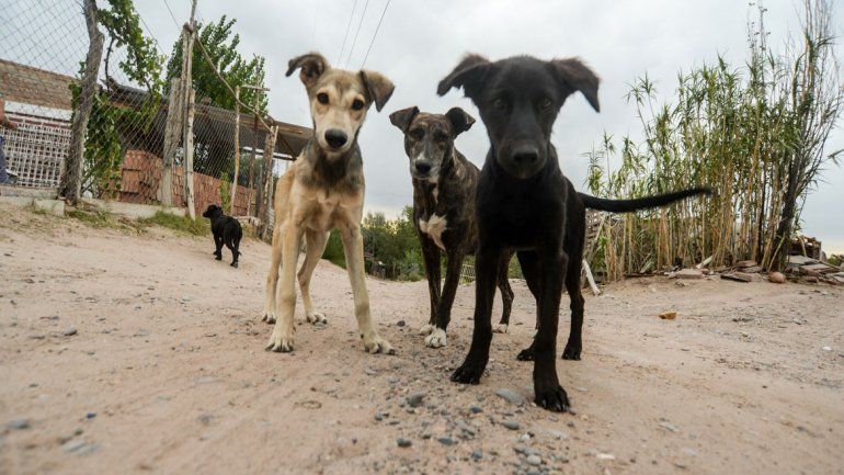 Harán castraciones masivas de perros y gatos en el oeste