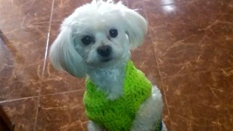 Todo Centenario busca sin parar a Alí, el perrito de una abuela de 81