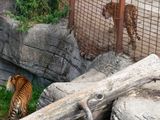 Un zoológico de Dinamarca acepta mascotas como donaciones para alimentar depredadores.