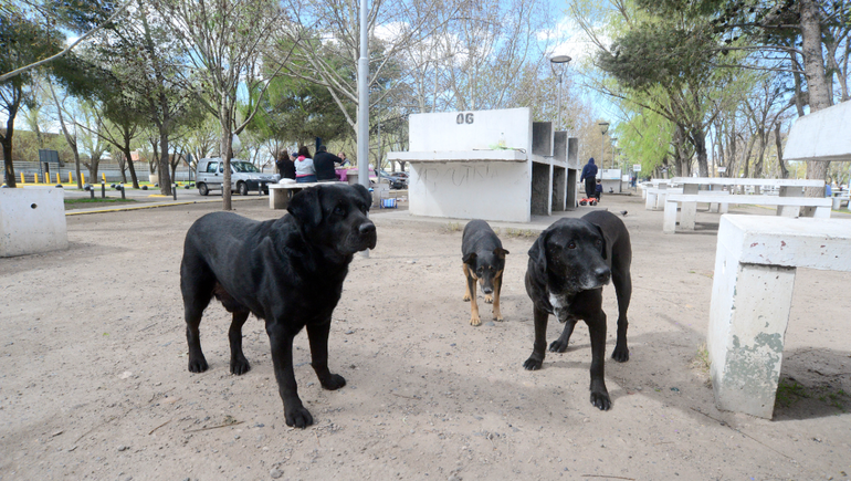 Polémica por una jauría de perros que ataca en el Balneario Municipal