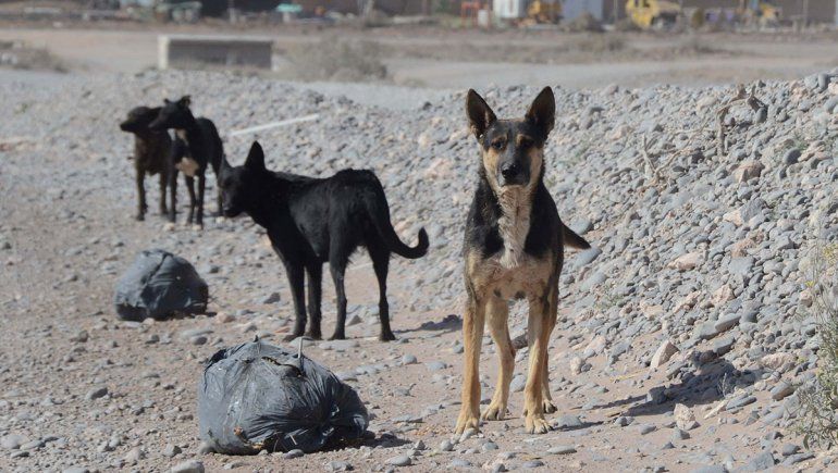 ¿Qué hacer si encontrás a un perro abandonado en la calle?