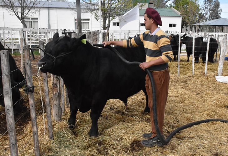 Alerta de faltante de terneros: La barrera sanitaria limita la recría. Campos rionegrinos están "al límite". Urgen la ampliación para evitar que los feedlot paren. Alerta de faltante de terneros: La barrera sanitaria limita la recría. Campos rionegrinos están "al límite". Urgen la ampliación para evitar que los feedlot paren.