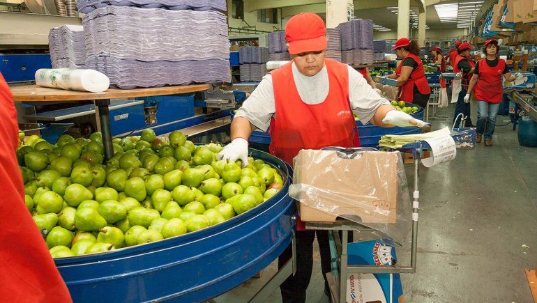 Fruta por fruta, el mapa de la producción y exportación del Alto Valle