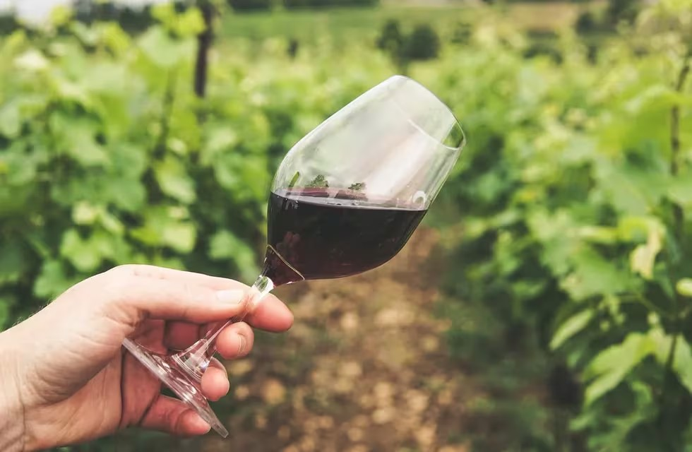 Llega el primer vino patagónico de Trapiche.&nbsp;