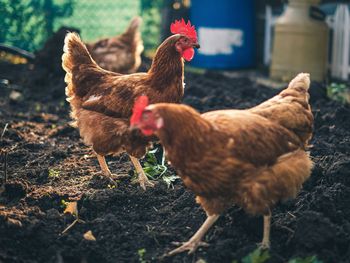 Un brote en gallinas, patos y gansos encendió la alarma sanitaria en Río Negro y activó un operativo de contención. Un brote en gallinas, patos y gansos encendió la alarma sanitaria en Río Negro y activó un operativo de contención.