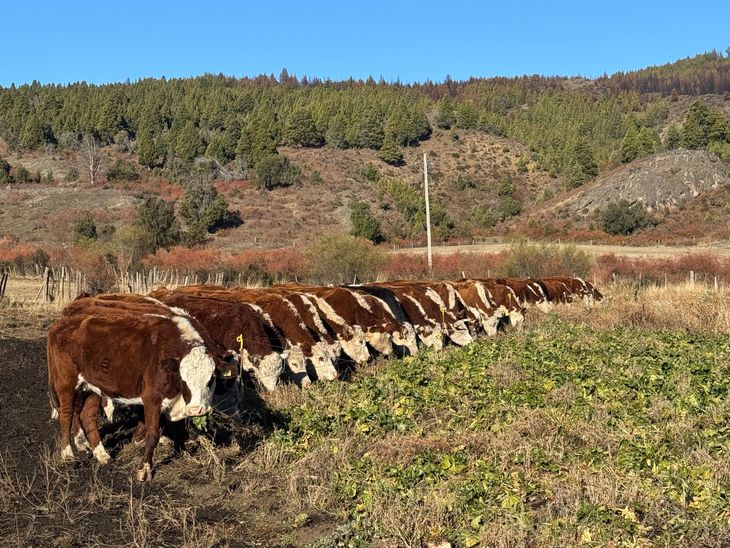 Lo que parecía un cultivo marginal hoy ayuda a producir más carne en menos superficie y atrae cada vez más productores ganaderos. Lo que parecía un cultivo marginal hoy ayuda a producir más carne en menos superficie y atrae cada vez más productores ganaderos.