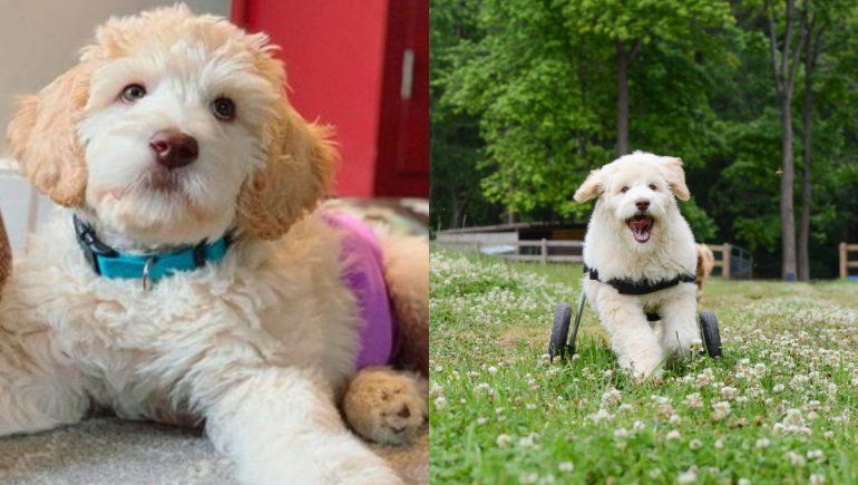 Viral: perrito con discapacidad logró caminar por primera vez.