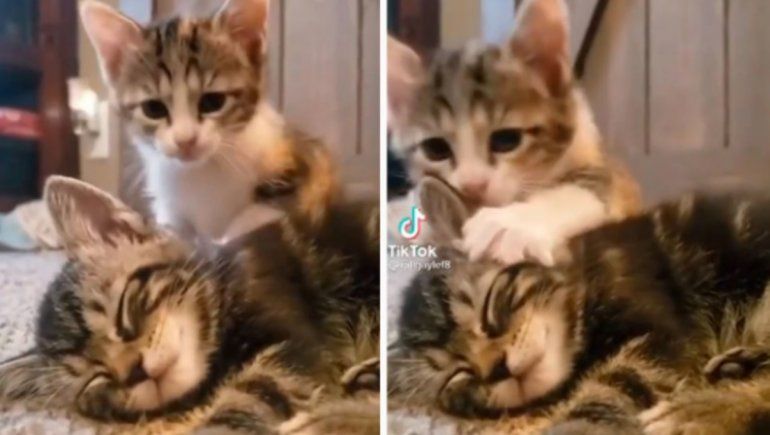 TikTok: el tierno abrazo de un gatito a su hermano acostado.