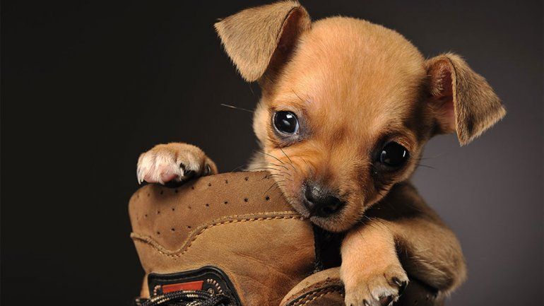 Qué hacer para que el perro no muerda