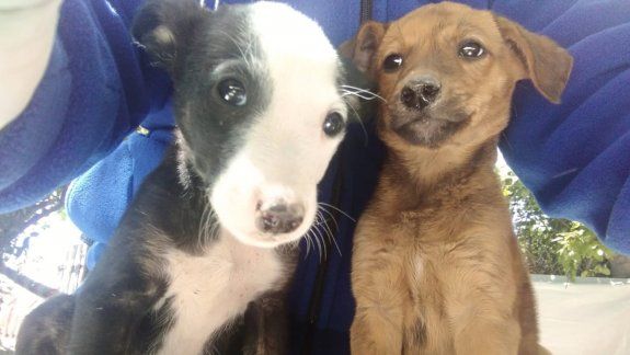 Abandonó cuatro cachorros y lo multaron: deberá pagarles la comida hasta que los adopten