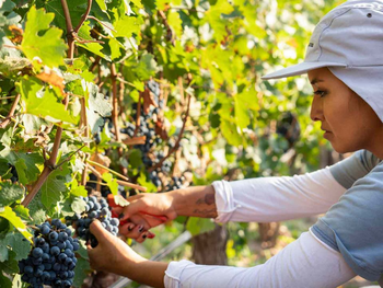 Trabajadores vitivinícolas exigen salarios dignos frente a las bodegas en plena cosecha nacional.