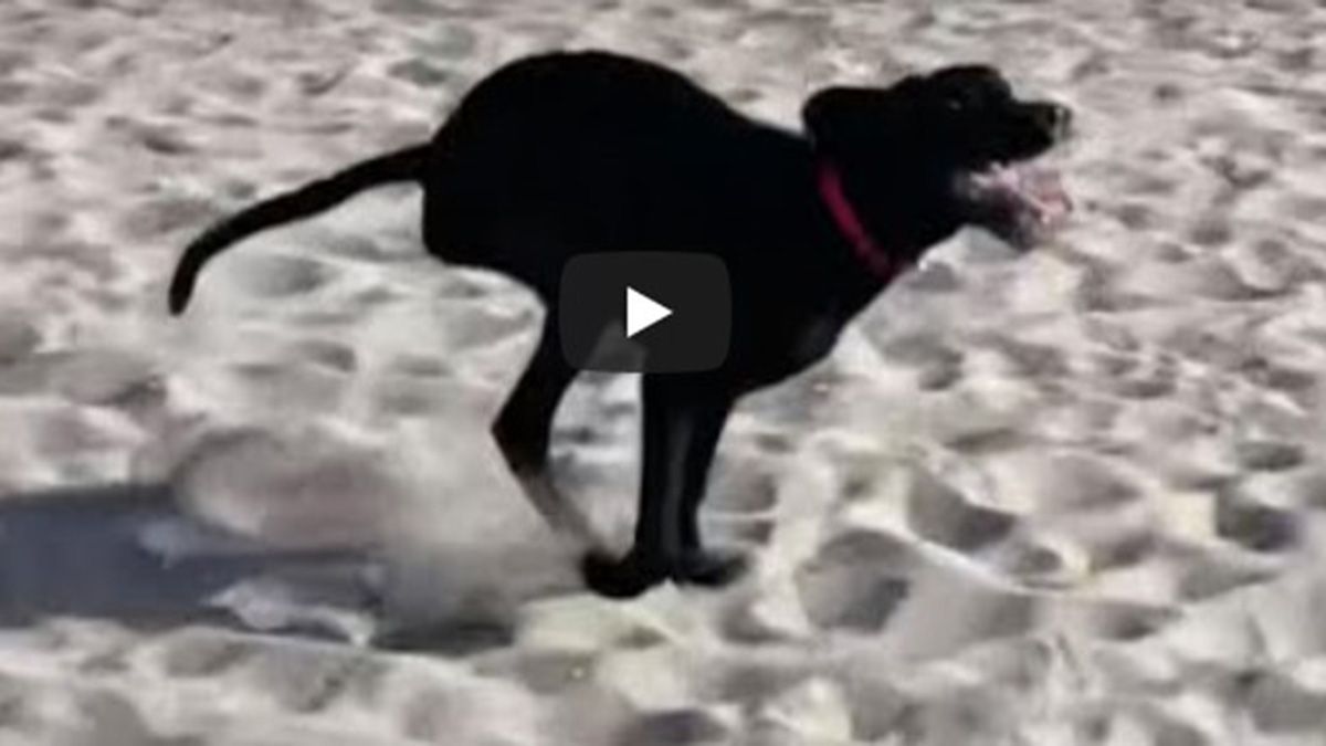 three-legged labrador is now a therapy dog