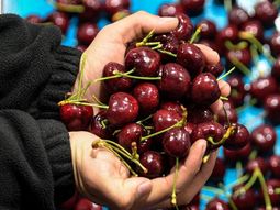 Un diagnóstico interno sacude al sector: el problema no es el mercado, es cómo Chile está produciendo. Un diagnóstico interno sacude al sector: el problema no es el mercado, es cómo Chile está produciendo.