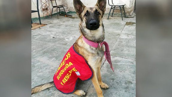 Desesperada búsqueda de perra especializada en rastrillajes
