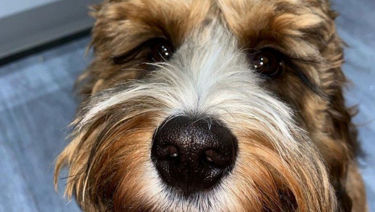 El video no deja de sumar reproducciones en YouTube