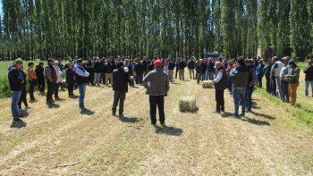 forraje de alfalfa en Neuquén