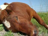 Se computaron 30 animales bovinos muesrtos por carbunclo en La Pampa.
