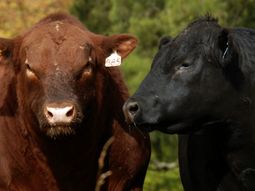 El marmoleado aparece como el diferencial que puede aumentar el valor de exportación. El marmoleado aparece como el diferencial que puede aumentar el valor de exportación.