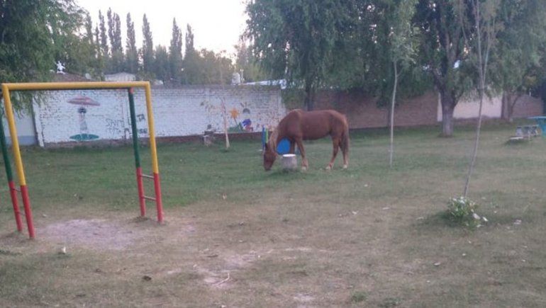 Plottier: caballo pateó en la cara a bebé de 2 años que jugaba en una plaza