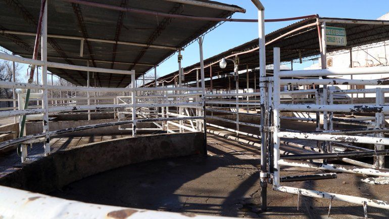 El matadero de Centenario vuelve a operar luego de tres meses