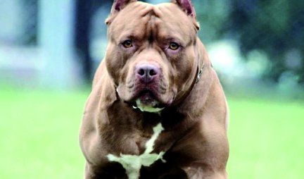 El pitbull le causó una grave lesión en el cuello al menor, que debió ser trasladado de urgencia al Hospital Zonal (imagen ilustrativa). El pitbull le causó una grave lesión en el cuello al menor, que debió ser trasladado de urgencia al Hospital Zonal (imagen ilustrativa).